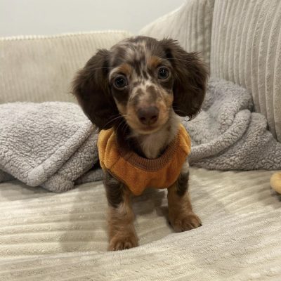 Cooper