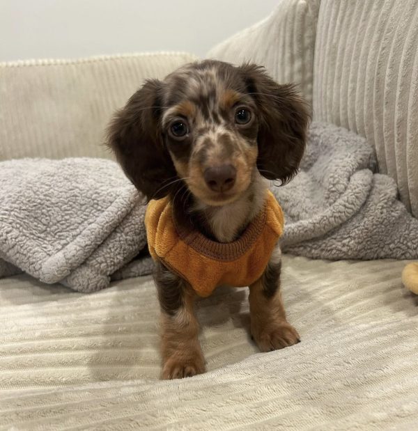 Cooper