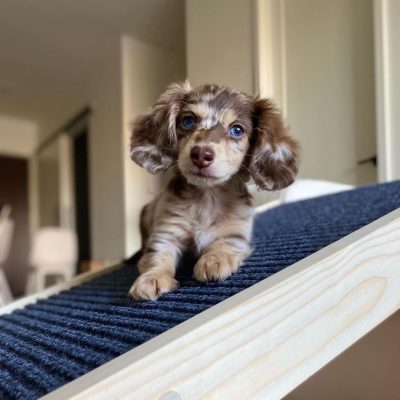 Lucy
