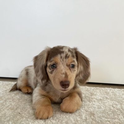 Leo