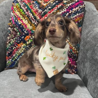 Rocky