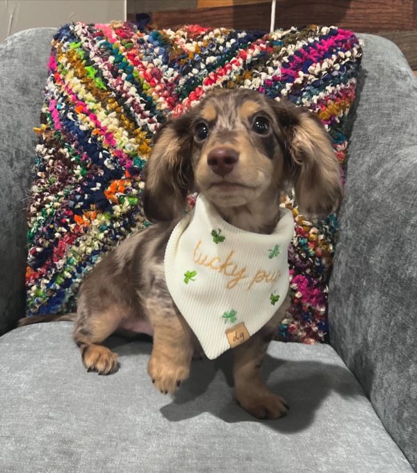 Rocky