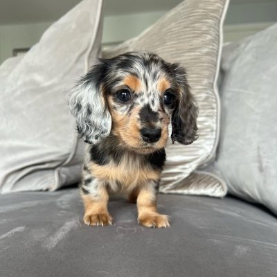 Daisy