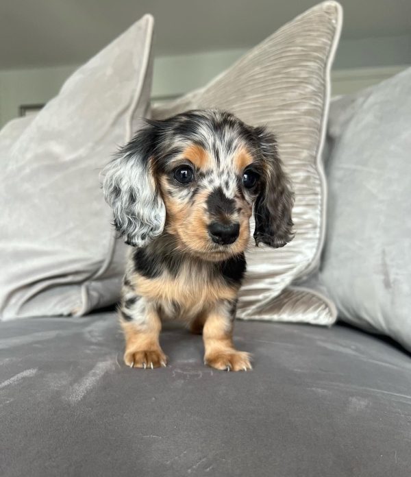 Daisy