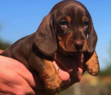 Dachshund-pups-in-Chandigarh-04